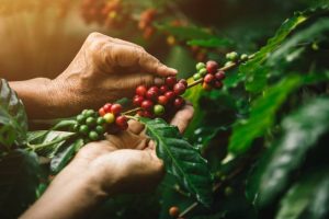 Café sostenible: cuando producir también significa conservar los bosques